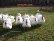 DSC04971sgnd cwffarm turkeys in field