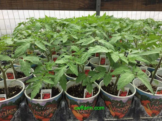 IMG_4923cwffarm retail tomato plants